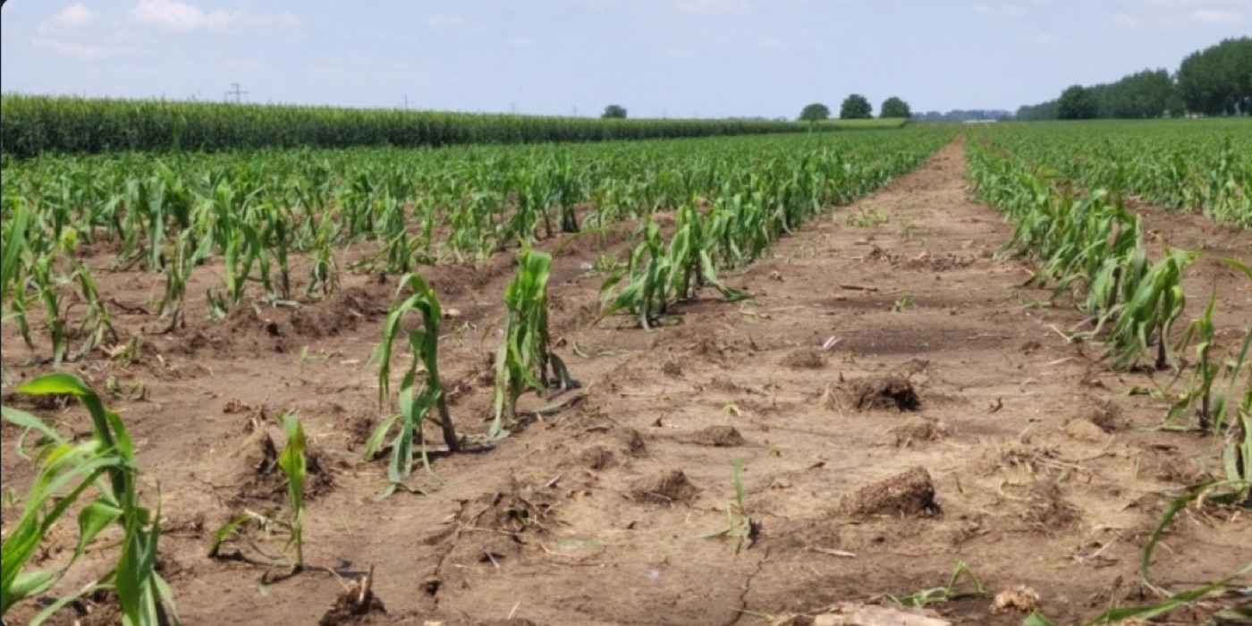 Sparse, struggling corn crops in dry compacted soil